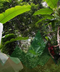 Thailand Mountain Trail Hikking Trails, Trekking Trips, & Running Tours Thailand Header 0194