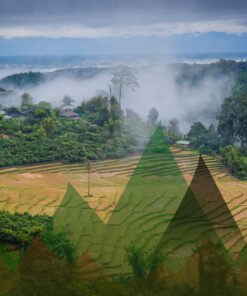 Thailand Mountain Trail Hikking Trails, Trekking Trips, & Running Tours Thailand Header 9190