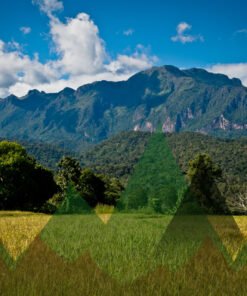 Thailand Mountain Trail Hikking Trails, Trekking Trips, & Running Tours Thailand Header S1